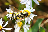 Tiger Hover-fly (Helophilus pendulus) adult on a maritime aster, autumn, Finistère, France