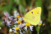 Clouded Yellow (Colias crocea) adult foraging for maritime asters in autumn, Finistère, France