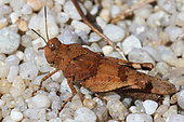 Blue-winged Grasshopper (Oedipoda caerulescens) brown morphe adult resting on a sun-heated dune, summer, Finistère, France