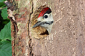 Great Spotted Woodpecker (Dendrocopos major) getting her head out of her dressing room ready to take off, June, France