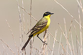 Western Yellow Wagtail (Motacilla flava dombrowskii) male cantered perched on twigs, May, Romania