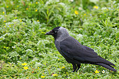 Eurasian Jackdaw (Coloeus monedula) adulte ashore looking for food, July, Finistère, France