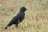 Eurasian Jackdaw (Coloeus monedula) juvenile ashore looking for food, July, Finistère, France