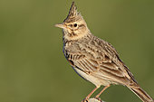 Crested Lark (Galerida cristata) adult on a pebble observing its territory, June, South-West France