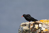 Red-billed Chough (Pyrrhocorax pyrrhocorax) adult at the top of a Bryttany cliff observing, July, Finistère, France