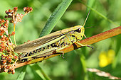 Large marsh grasshopper (Stethophyma grossum) adult male on a rush stem near a marsh in summer, Finistère, France