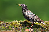 Common Starling (Sturnus vulgaris) adult female at the pond coming to drink in spring, June, Finistère, France