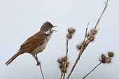 Common Whitethroat (Sylvia communis) adult male perched singing on a thistle, defending his territory, Mai, Finistère, France