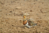 Pin-tailed Sandgrouse (Pterocles alchata) adult male near a pond on alert in the evening, June, Spain