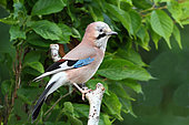 Eurasian Jay (Garrulus glandarius) adult perched supervising his territory, June, Finistère, France
