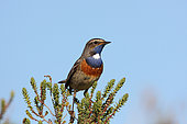 Bluethroat -White-spotted- (Luscinia svecica cyanecula) adult male perched guarding his territory, Loire-Atlantique, France