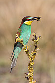 European Bee-eater (Merops apiaster) adult perched with a bumblebee in its beak, June, , South France