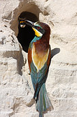 European Bee-eater (Merops apiaster) adult bringing a bumblebee to the nest , May, South France