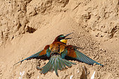 European Bee-eater (Merops apiaster) adult sun bathing, May, South France