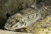 Gudgeon (Gobio gobio), species bio-indicative of the good quality of watercourses. Individual photographed in the Dourbie, downstream of the commune of Nant, Aveyron, Occitania, France