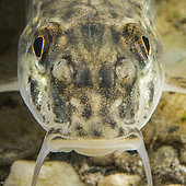 Portrait of Gudgeon (Gobio gobio), species bio-indicative of the good quality of watercourses. Individual photographed in the Dourbie, downstream of the commune of Nant, Aveyron, Occitania, France