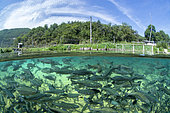 Brook trout (Salvelinus fontinalis), in a pond of the organic fish farm of Mas de Pommiers, on the commune of Nant, Aveyron, Occitania, France