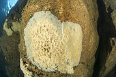 Freshwater sponge (Spongilla lacustris), in the Tarn, near the town of Sainte-Enimie, Lozère, Occitania, France.