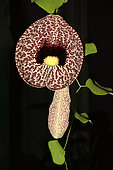 Elegant dutchman's pipe (Aristolochia elegans) on black background, New Caledonia