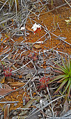 New Caledonia Drosera (Drosera neocaledonica) in bloom, New Caledonia