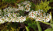 Babingtonia (Babingtonia leratii) in bloom,