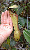 Nepenthes Pitcher Plant (Nepenthes vieillardii) big urn, New Caledonia