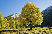 Mountain maple (Acer pseudoplatanus), Switzerland, Europe