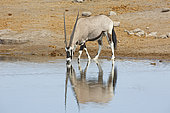 Gemsbok (Oryx gazella) drinking at the water hole, Etosha, Namibia