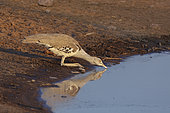 Kori bustard (Ardeotis kori) drinking at the water hole, Etosha, Namibia
