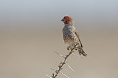 Red-headed Finch (Amadina erythrocephala) on a banch, Etosha, Namibia