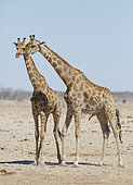 Angolan Giraffe (Giraffa camelopardalis angolensis) courtship, Etosha, Namibia