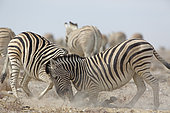 Burchell's Zebra (Equus quagga burchellii) fighting, Etosha, Namibia