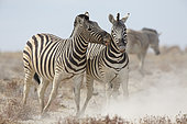 Burchell's Zebra (Equus quagga burchellii) fighting, Etosha, Namibia
