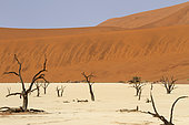 Dead trees, Sossuvlei, Deadvlei, Namib