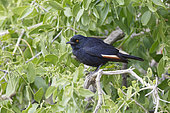 Pale-winged starling (Onychognathus nabouroup), Warmquelle, Namibia, August 2013