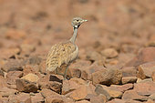 Ruppell's Korhaan (Eupodotis rueppelii), Twifelfontein, Namibia
