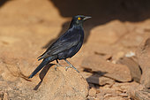 Pale-winged Starling, Twyfelfontein, Namibia, August 2013