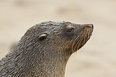 Cape fur seal (Arctocephalus pusillus), Cape Cross, Namibia