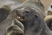 Cape fur seal (Arctocephalus pusillus), Cape Cross, Namibia
