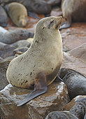 Cape fur seal (Arctocephalus pusillus), Cape Cross, Namibia