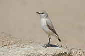Tractrac Chat (Emarginata tractrac), Namibia