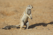 Cape ground Squirrel (Xerus inauris), Solitaire, Namibia