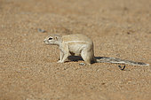 Cape ground Squirrel (Xerus inauris), Solitaire, Namibia