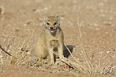 Yellow mongoose (Cynictis penicillata), Solitaire, Namibia, August 2013