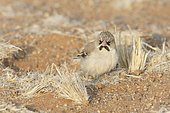 Scaly-feathered finch (Sporopipes squamifrons), Sossuvlei, Namibia