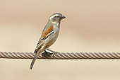 Cape sparrow (Passer melanurus), Sossusvlei, Namibia