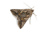 Silver Y moth (Autographa gamma) on white background, Vaucluse, Provence, France