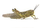 Egyptian locust (Anacridium aegyptium) male on white background, Vaucluse, Provence, France