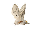 Pale Tussock (Calliteara pudibunda) on white background, Vaucluse, Provence, France