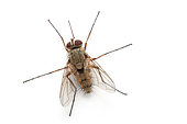 Tachnid fly (Prosena siberita) on a white background, Vaucluse, Provence, France